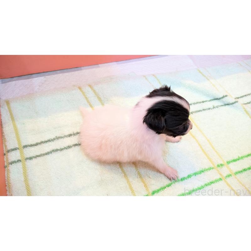 販売中の熊本県のパピヨン-398112の4枚目