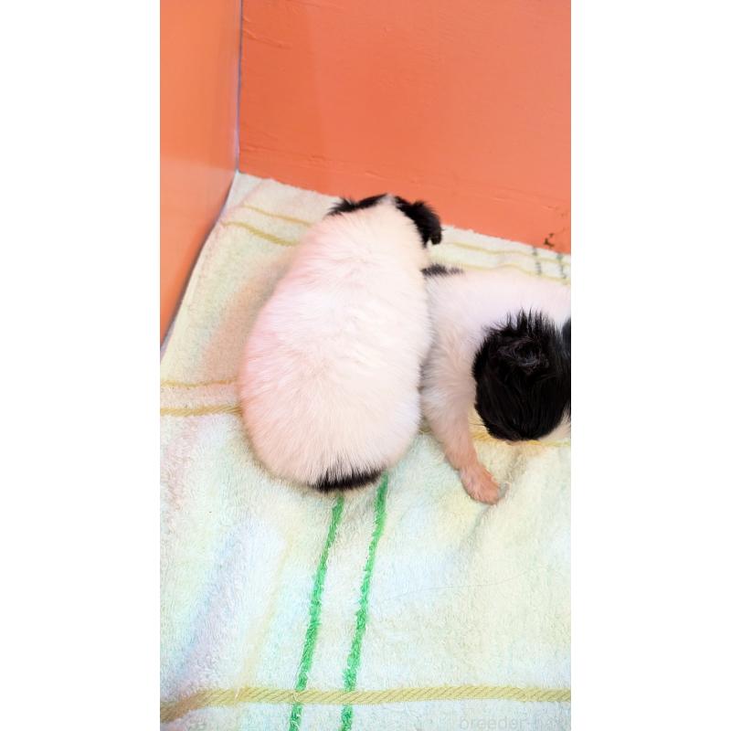 販売中の熊本県のパピヨン-398112の2枚目