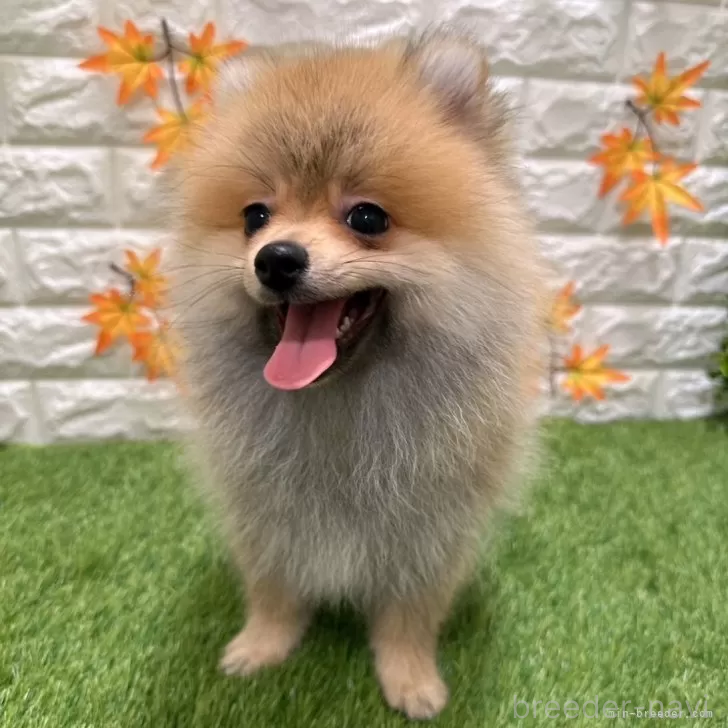 成約済の愛知県のポメラニアン-385618の5枚目