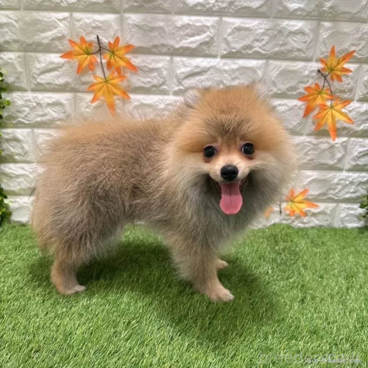 成約済の愛知県のポメラニアン-385618の4枚目