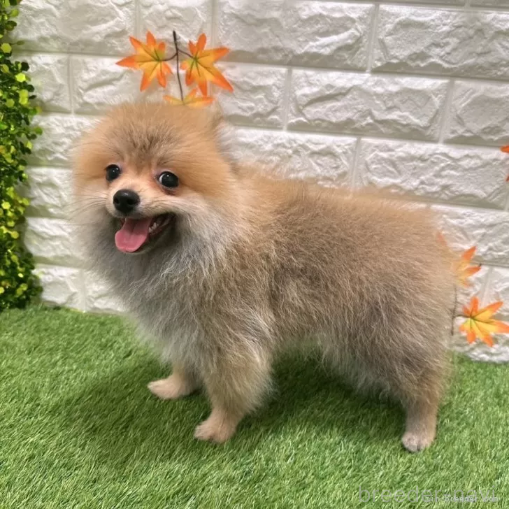 成約済の愛知県のポメラニアン-385618の3枚目