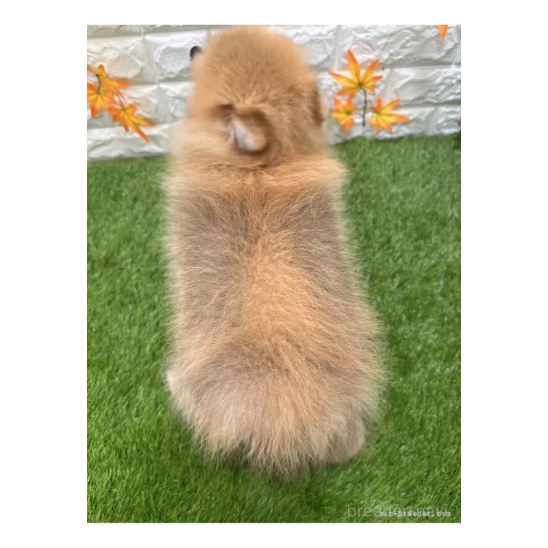 成約済の愛知県のポメラニアン-385618の2枚目