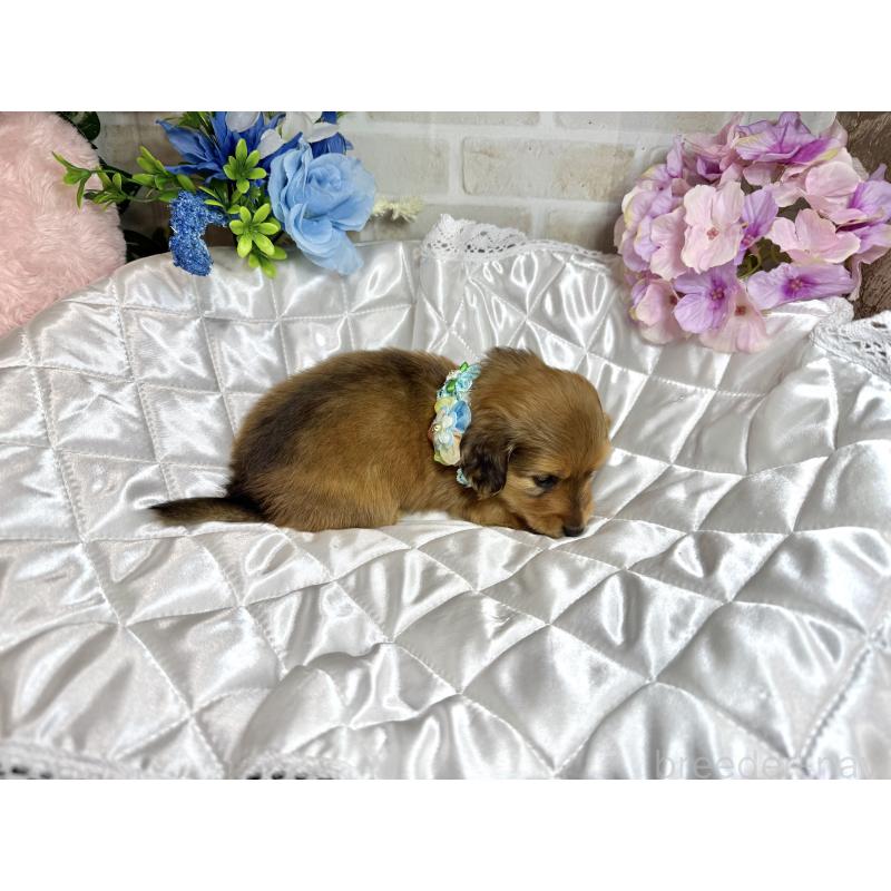 販売中の愛知県のミニチュアダックスフンド(ロングヘアード)-397898の4枚目