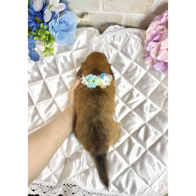 販売中の愛知県のミニチュアダックスフンド(ロングヘアード)-397898の3枚目