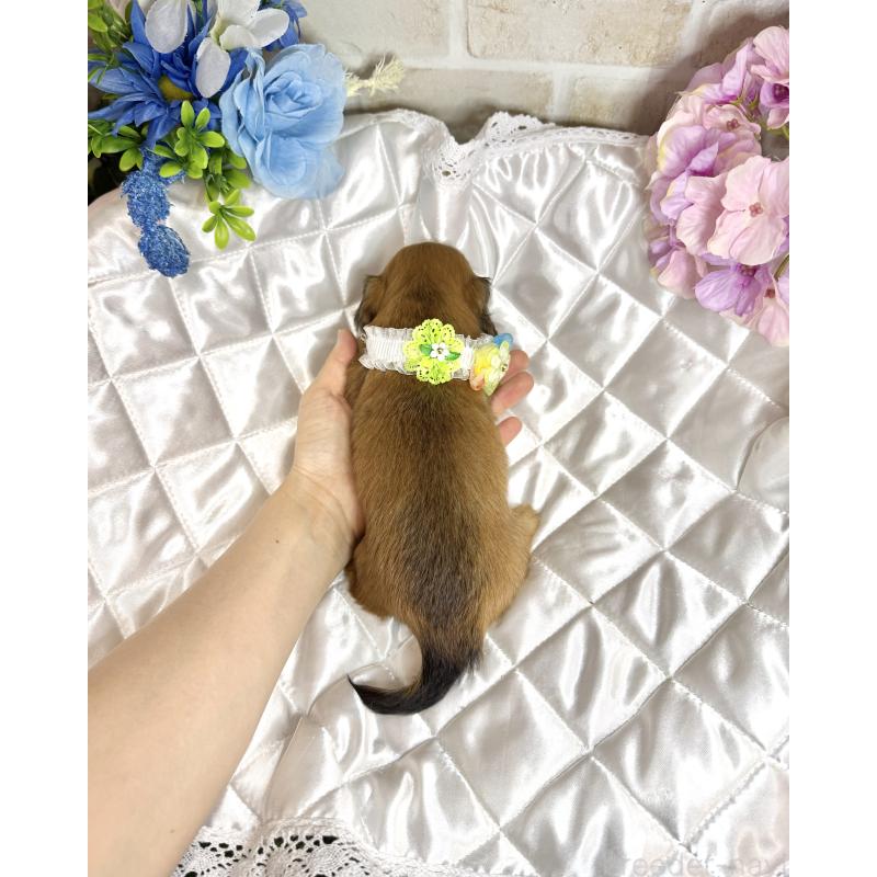 販売中の愛知県のミニチュアダックスフンド(ロングヘアード)-398121の3枚目