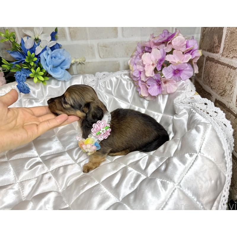販売中の愛知県のミニチュアダックスフンド(ロングヘアード)-398122の5枚目