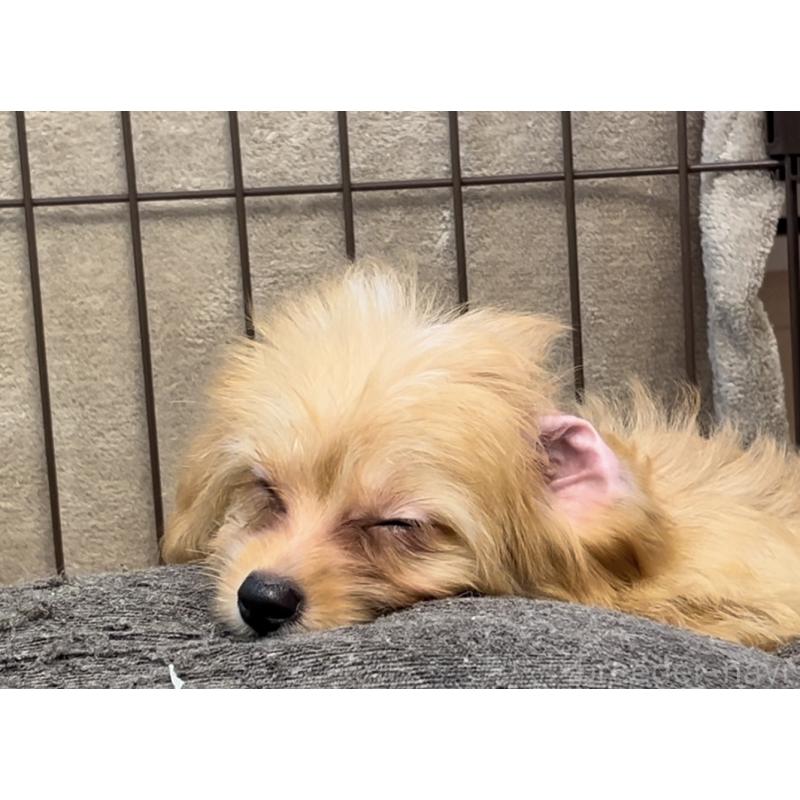 成約済の埼玉県のミックス犬-386383の3枚目