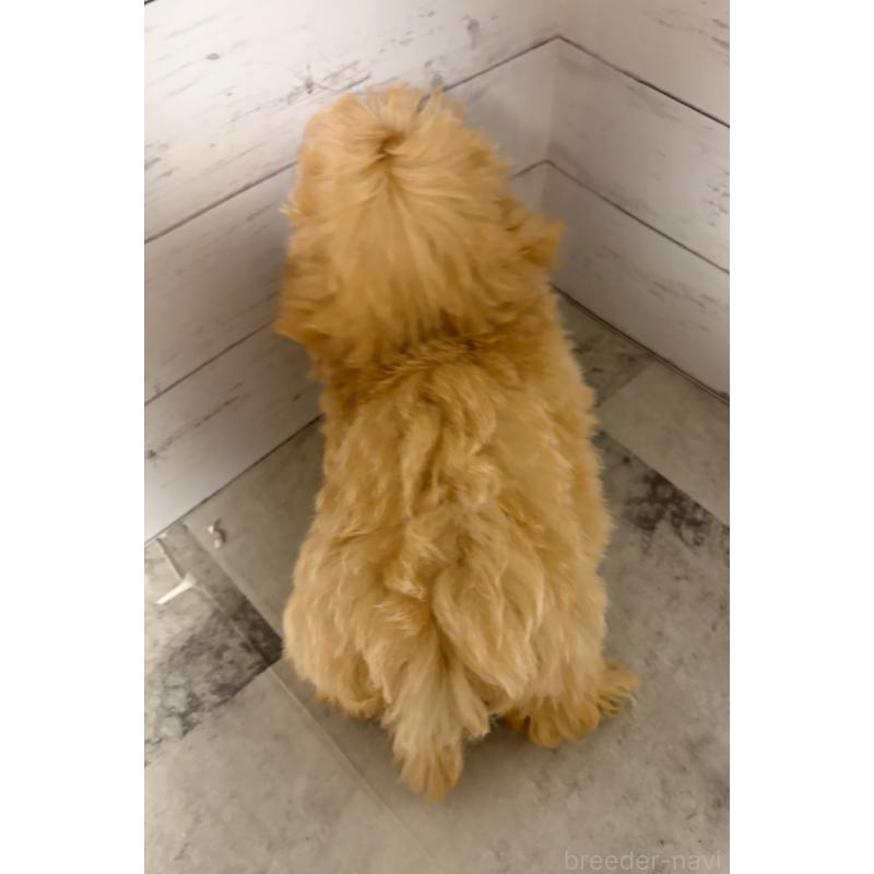 販売中の東京都のその他の犬種-398161の7枚目