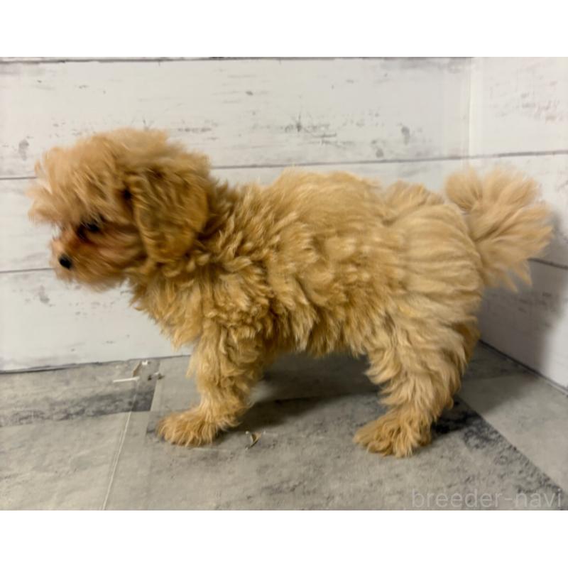 販売中の東京都のその他の犬種-398161の6枚目