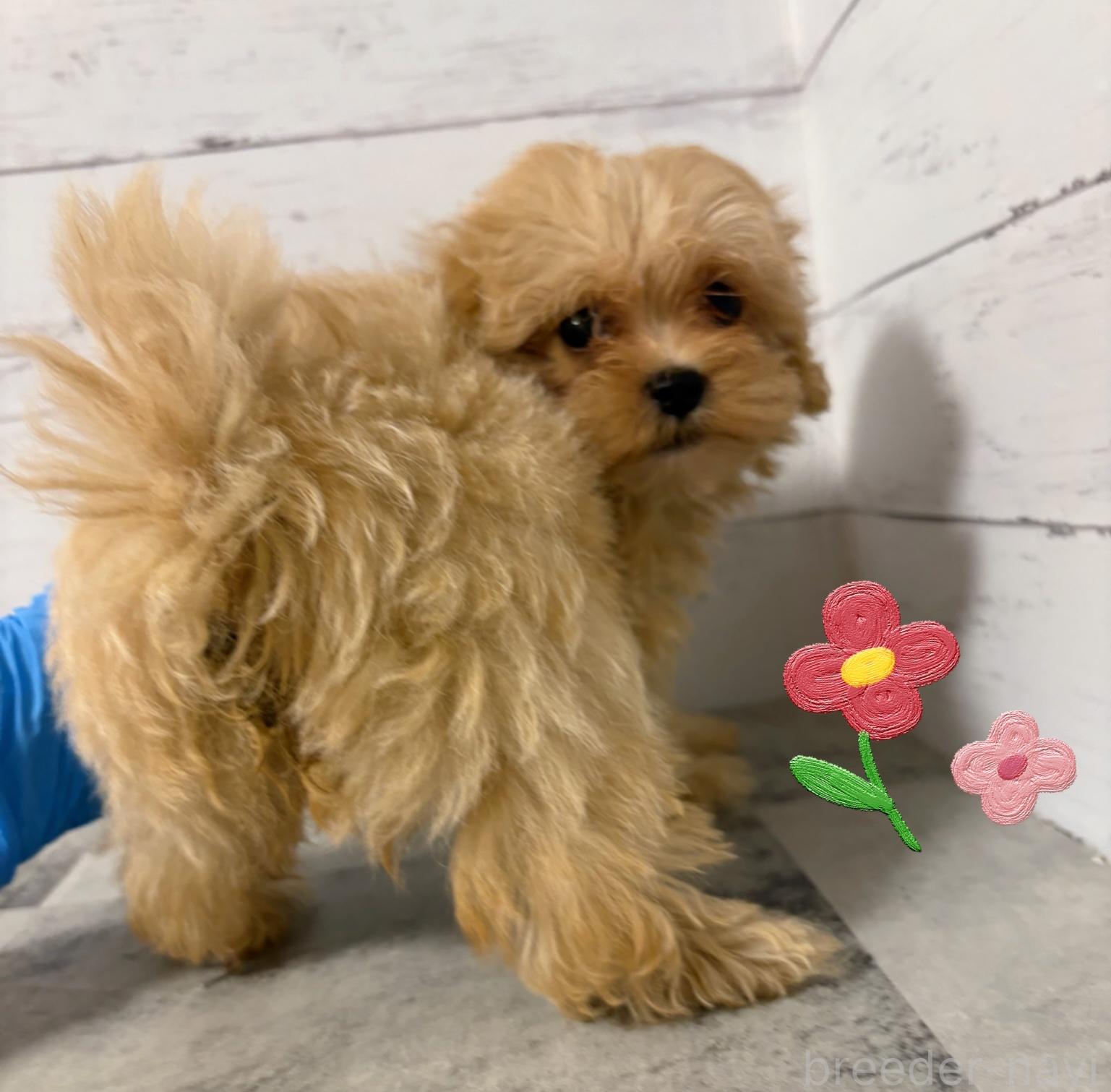販売中の東京都のその他の犬種-398161の5枚目