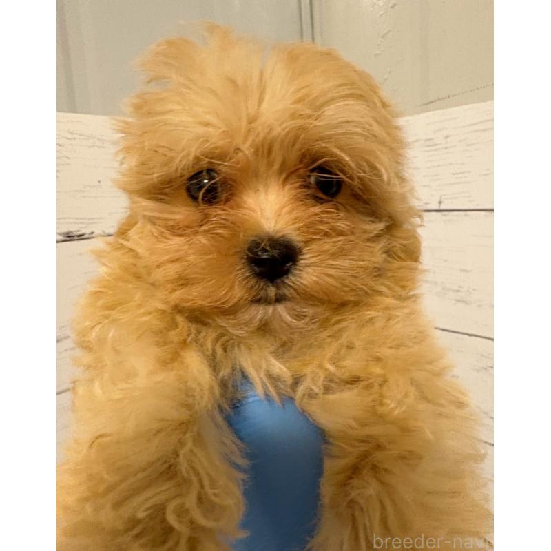 販売中の東京都のその他の犬種-398161の4枚目