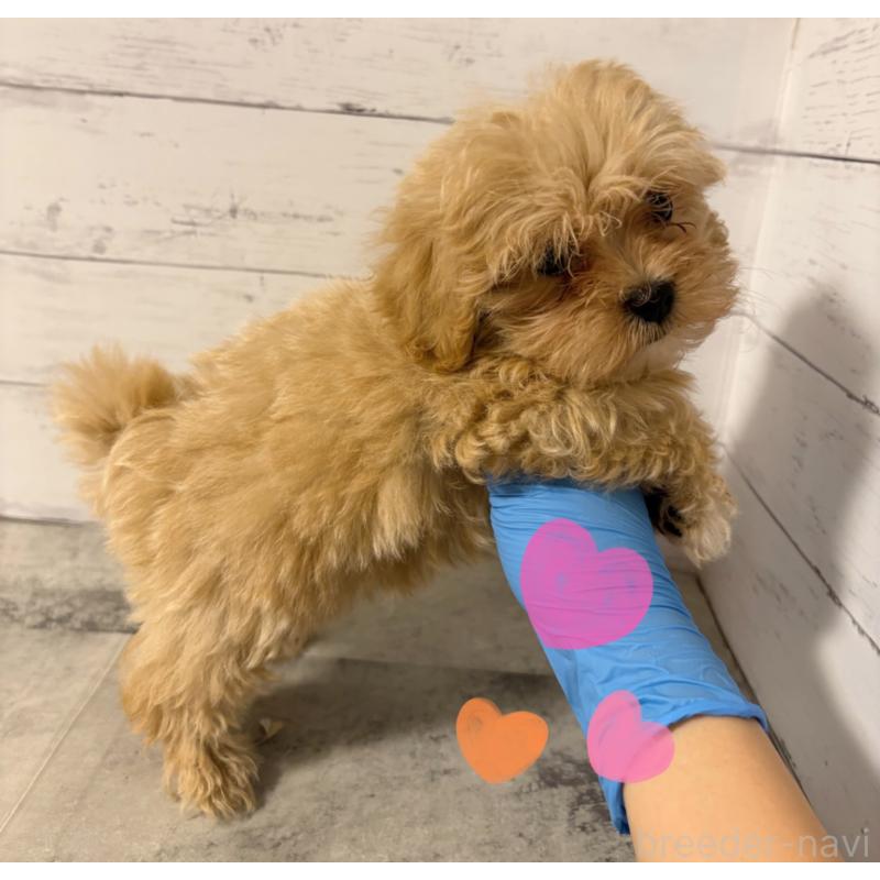 販売中の東京都のその他の犬種-398161の3枚目