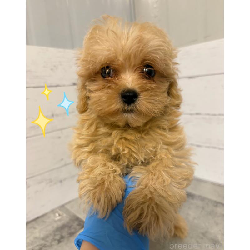 販売中の東京都のその他の犬種-398161の2枚目