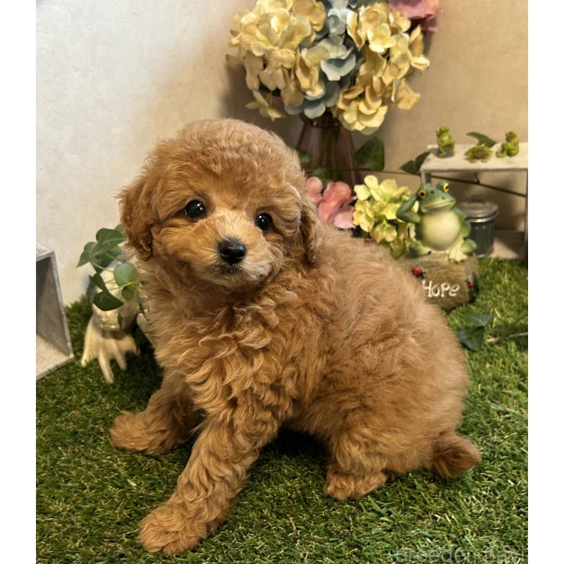 販売中の岡山県のタイニープードル-398905の10枚目
