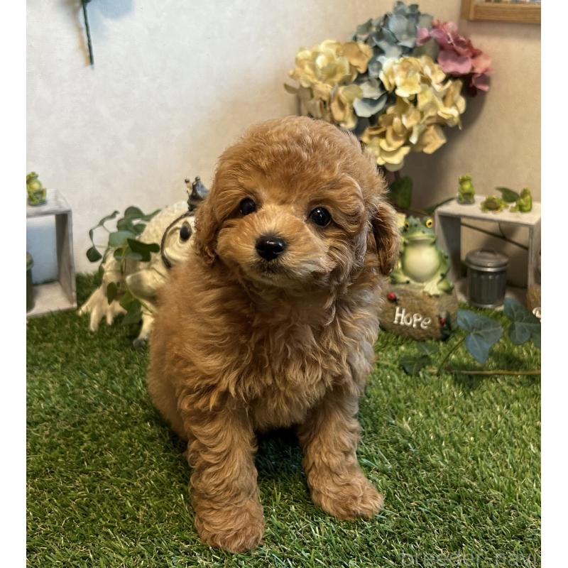 販売中の岡山県のタイニープードル-398905の8枚目