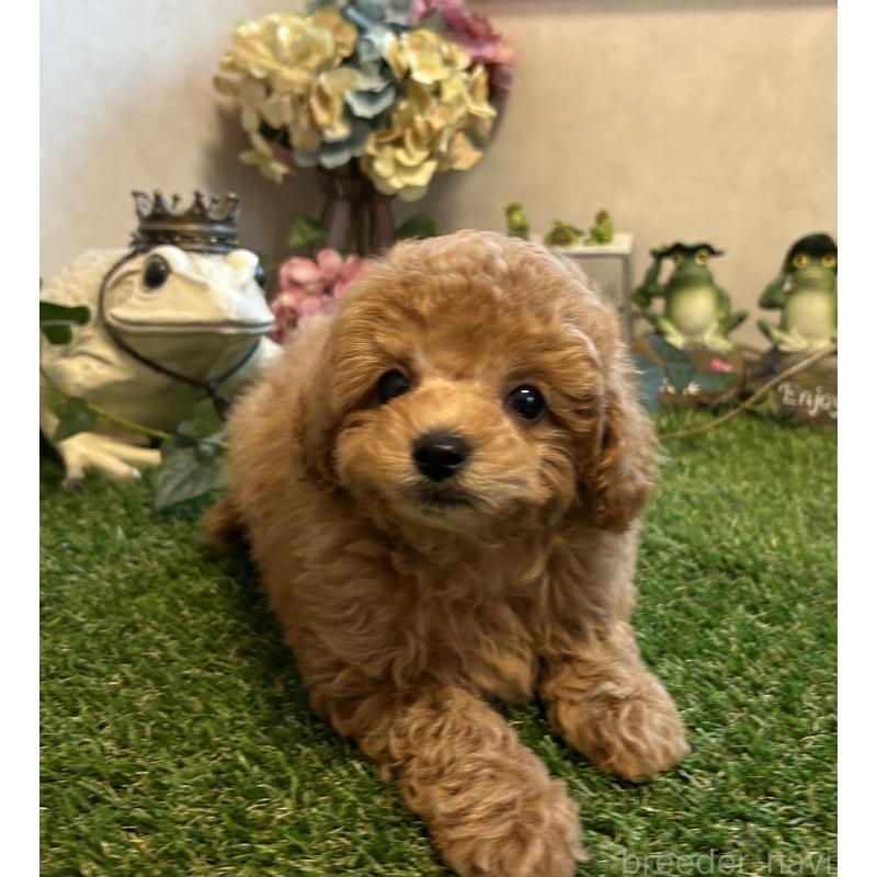 販売中の岡山県のタイニープードル-398905の3枚目