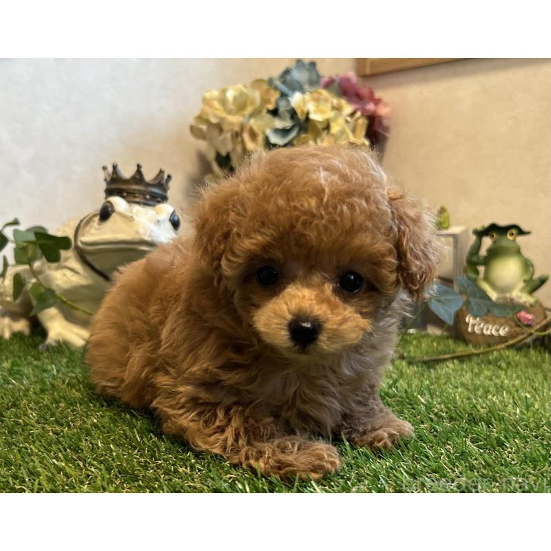 販売中の岡山県のティーカッププードル-398719の7枚目