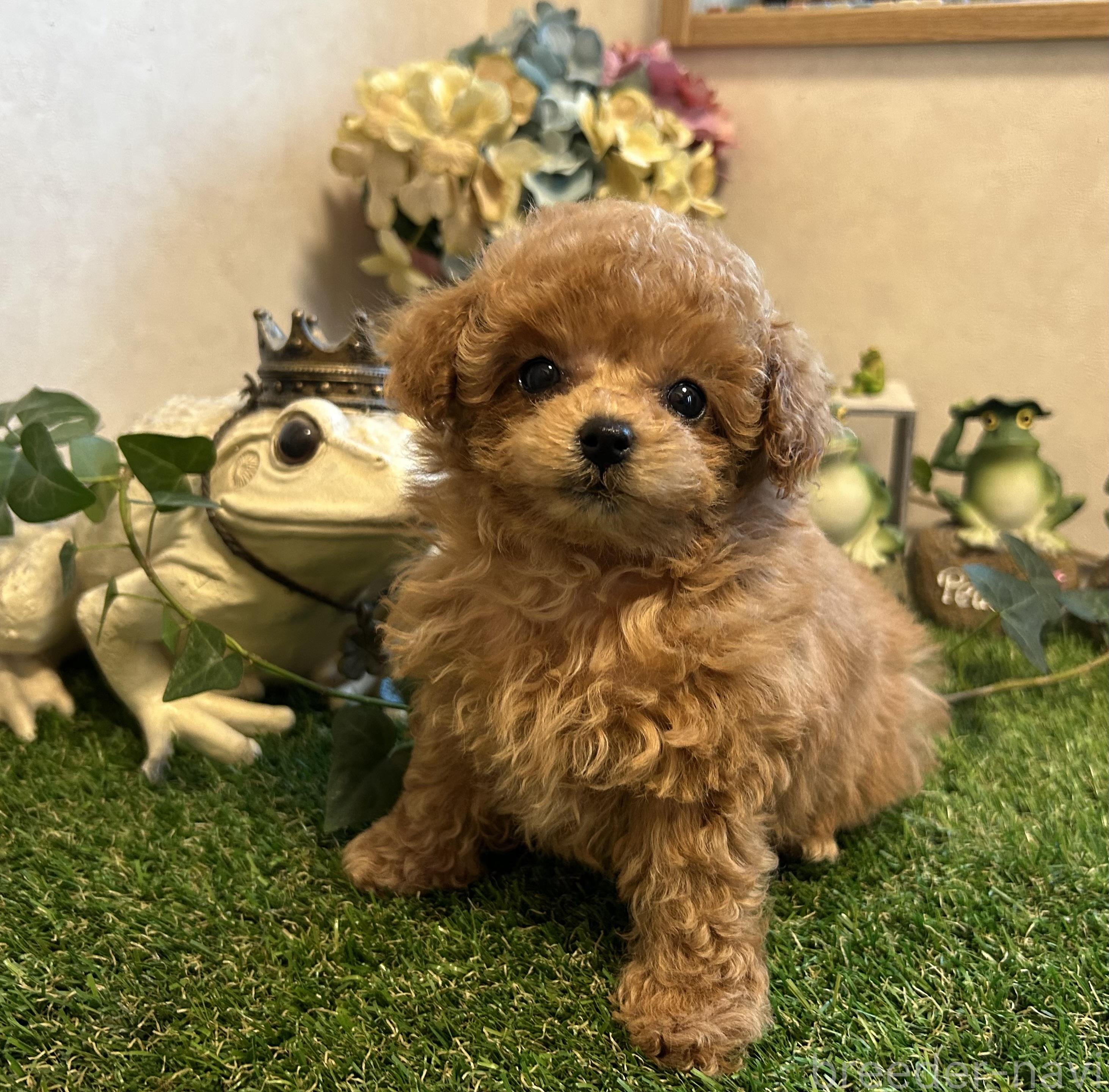 販売中の岡山県のティーカッププードル-398719の1枚目