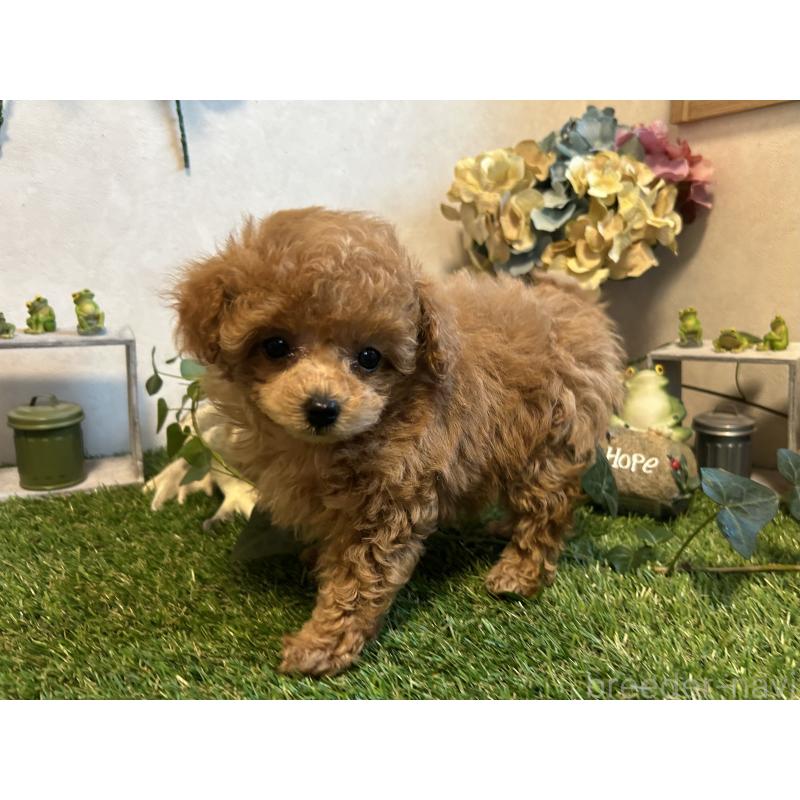販売中の岡山県のティーカッププードル-398719の2枚目