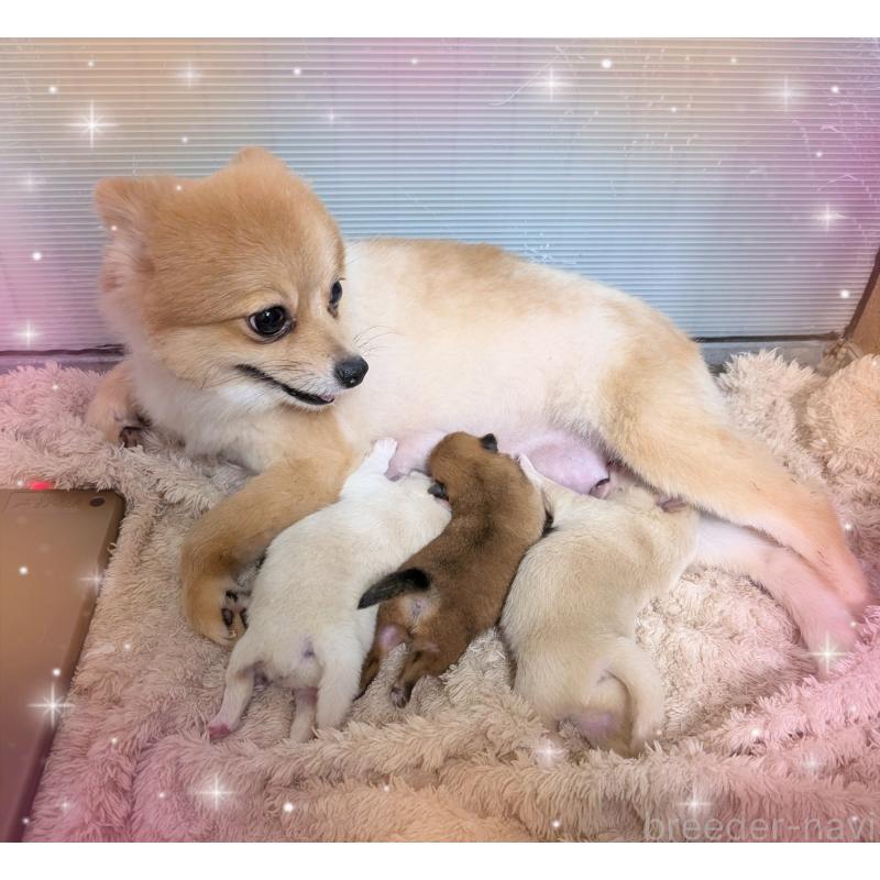 販売中の岐阜県のポメラニアン-398189の2枚目