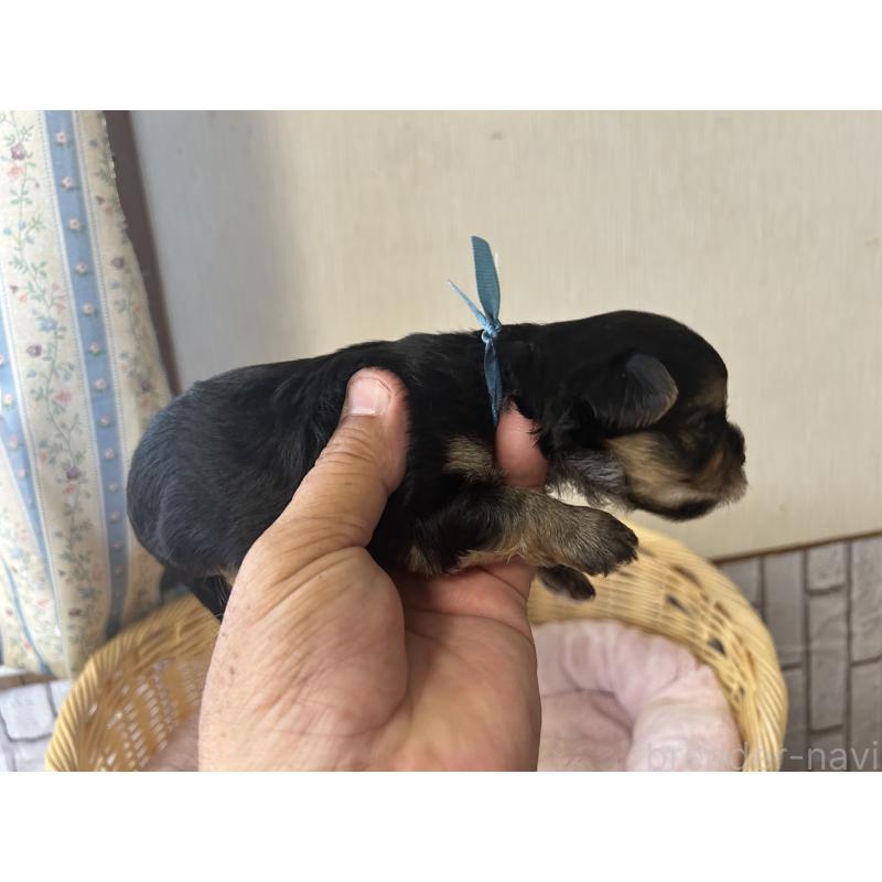 販売中の岡山県のミックス犬-398194の3枚目
