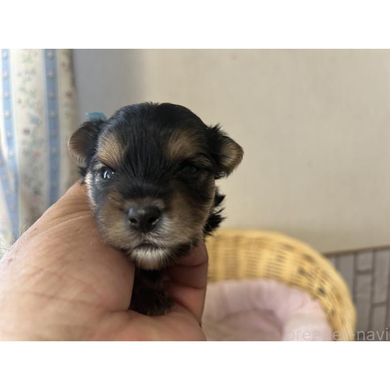 販売中の岡山県のミックス犬-398194の2枚目