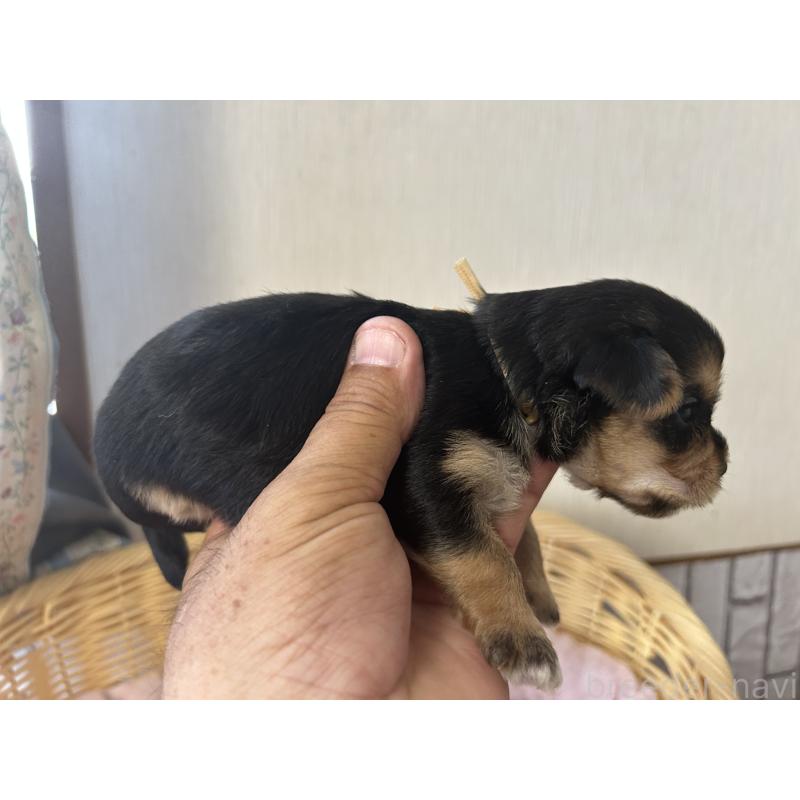 販売中の岡山県のミックス犬-398195の3枚目