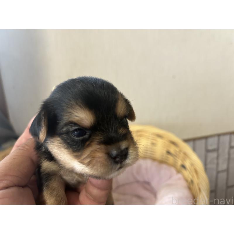 販売中の岡山県のミックス犬-398195の2枚目