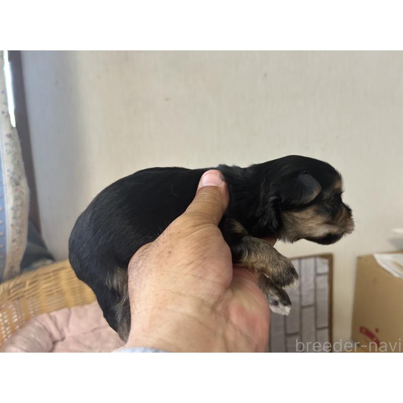 販売中の岡山県のミックス犬-398196の3枚目