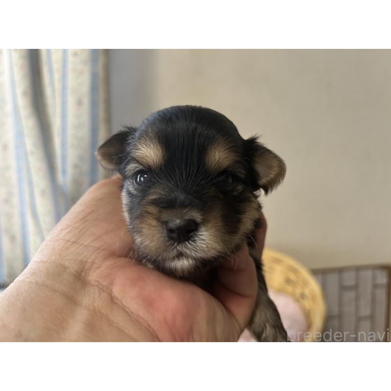 販売中の岡山県のミックス犬-398196の2枚目