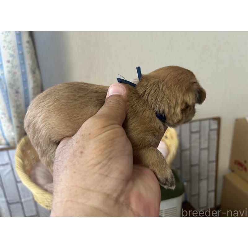 販売中の岡山県のミックス犬-398197の3枚目