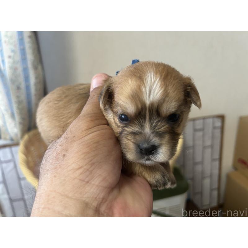 販売中の岡山県のミックス犬-398197の2枚目