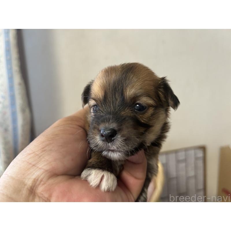 販売中の岡山県のミックス犬-398199の1枚目