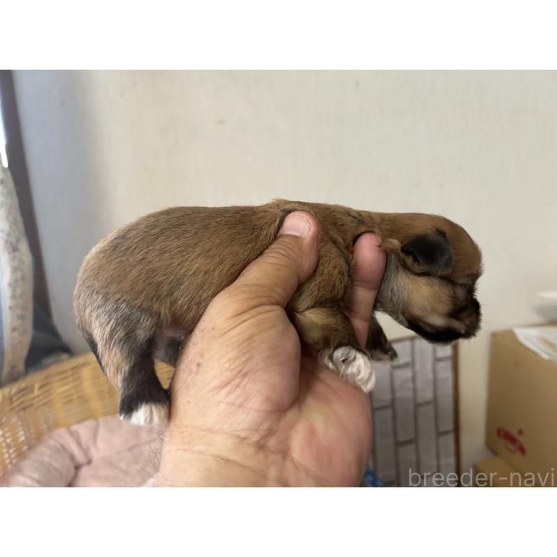 販売中の岡山県のミックス犬-398199の4枚目