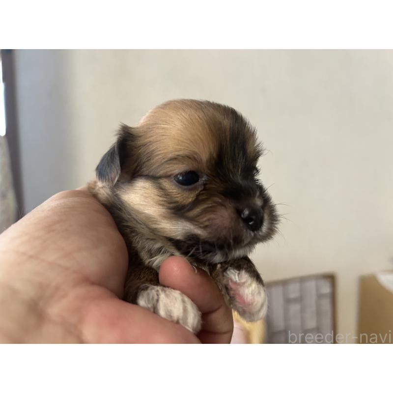 販売中の岡山県のミックス犬-398199の3枚目