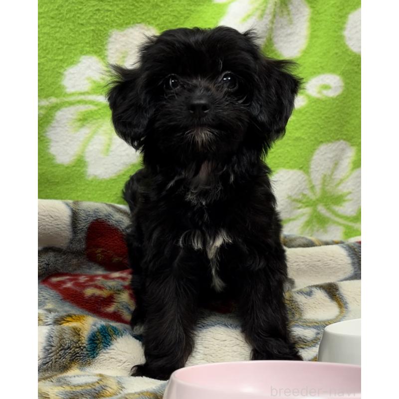 販売中の埼玉県のミックス犬-386389の15枚目