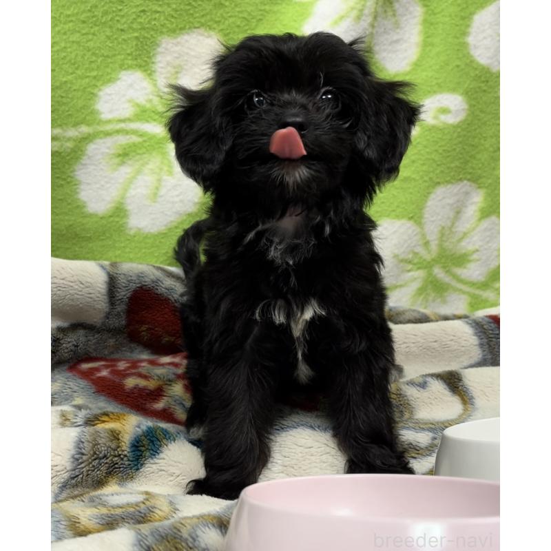 販売中の埼玉県のミックス犬-386389