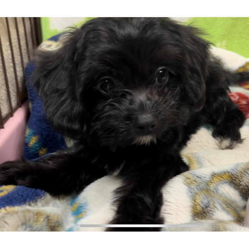 販売中の埼玉県のミックス犬-386389の13枚目