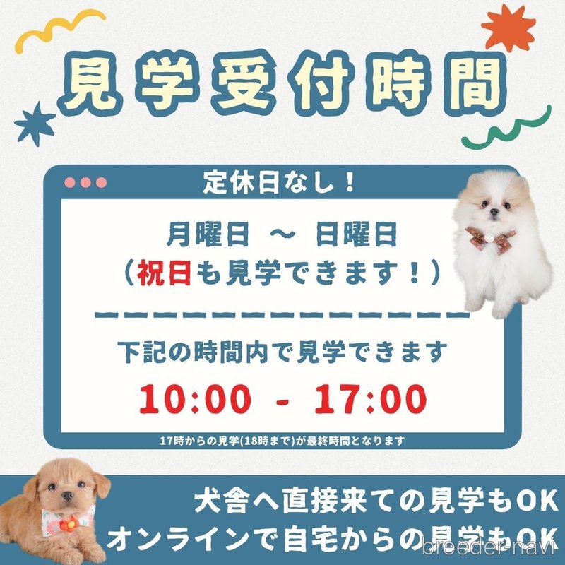 販売中の群馬県のマルプー:マルチーズ×トイプードル-398642の10枚目