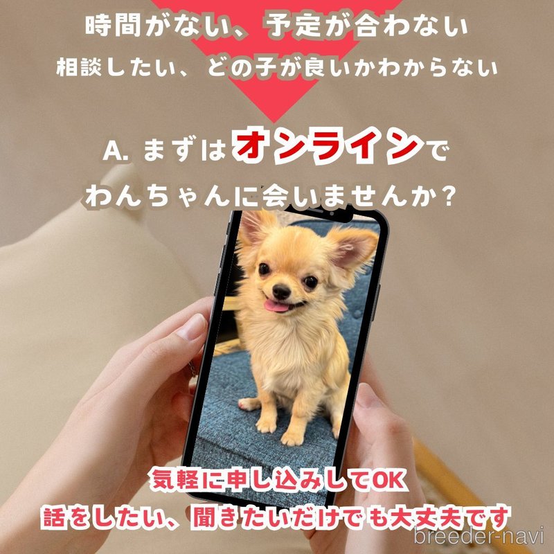 販売中の群馬県のマルプー:マルチーズ×トイプードル-398642の11枚目