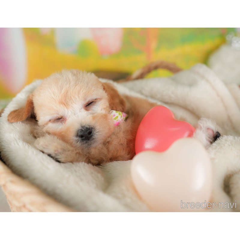 販売中の群馬県のビションプー:ビションフリーゼ×トイプードル-398617の3枚目