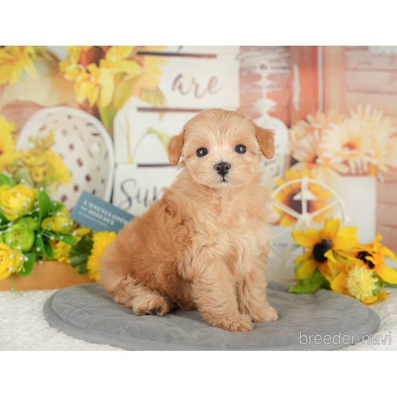 販売中の東京都のミックス犬-398564の7枚目