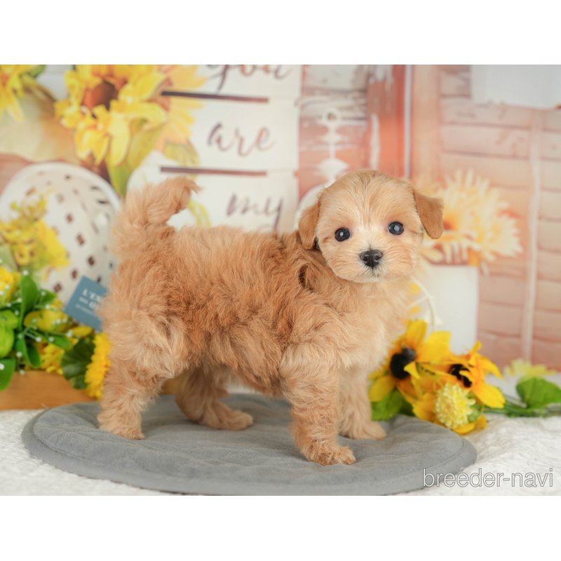 販売中の東京都のミックス犬-398564の8枚目