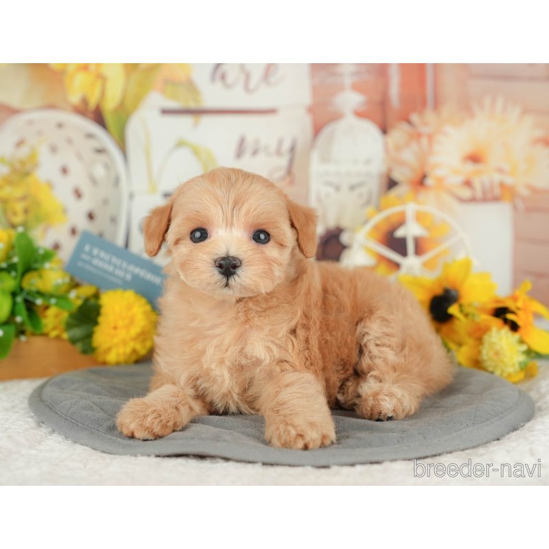 販売中の東京都のミックス犬-398564の3枚目
