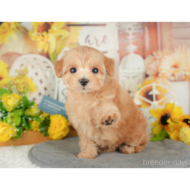 販売中の東京都のミックス犬-398564の5枚目