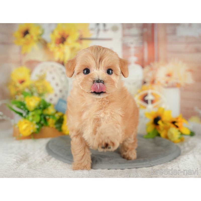 販売中の東京都のミックス犬-398564の6枚目