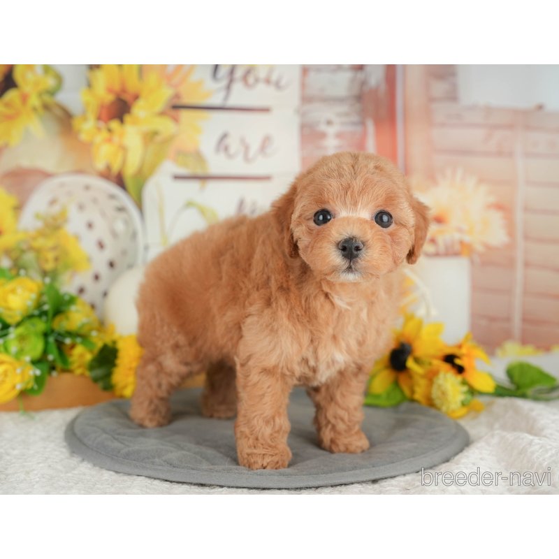 販売中の東京都のミックス犬-398561の4枚目