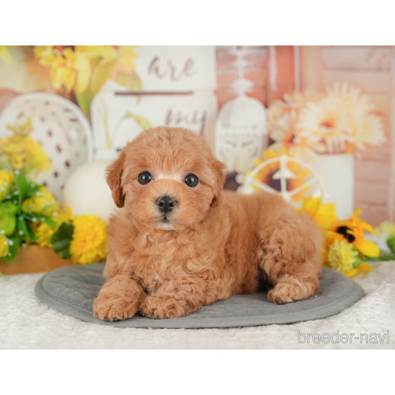 販売中の東京都のミックス犬-398561の5枚目
