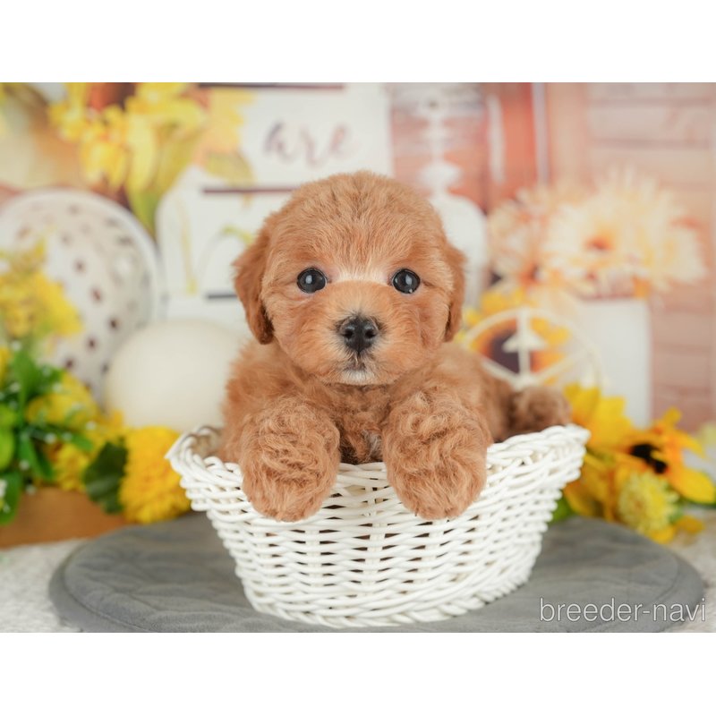 販売中の東京都のミックス犬-398561の6枚目