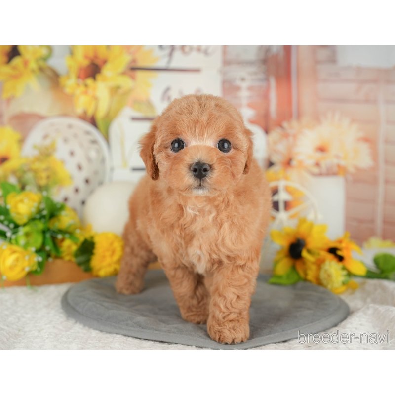 販売中の東京都のミックス犬-398561の7枚目